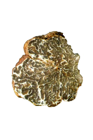 Tuber Borchii Vitt, o Tuber Albidum Pico (tartufo bianchetto)