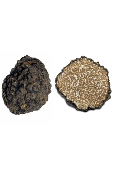 Tuber Uncinatum Chatin (tartufo uncinato)